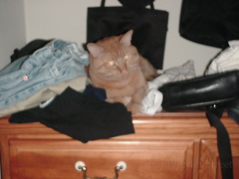 Solomon On The Dresser.jpg